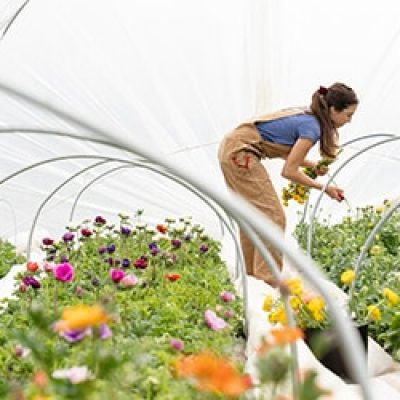 Protecting Crops With Natural  Techniques Instead Of Pesticides