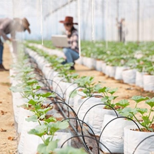 Things You Need To Know When  Starting Your Organic Farm